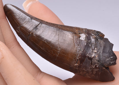 SERRATED TYRANNOSAURUS (T- REX) DINOSAUR TOOTH