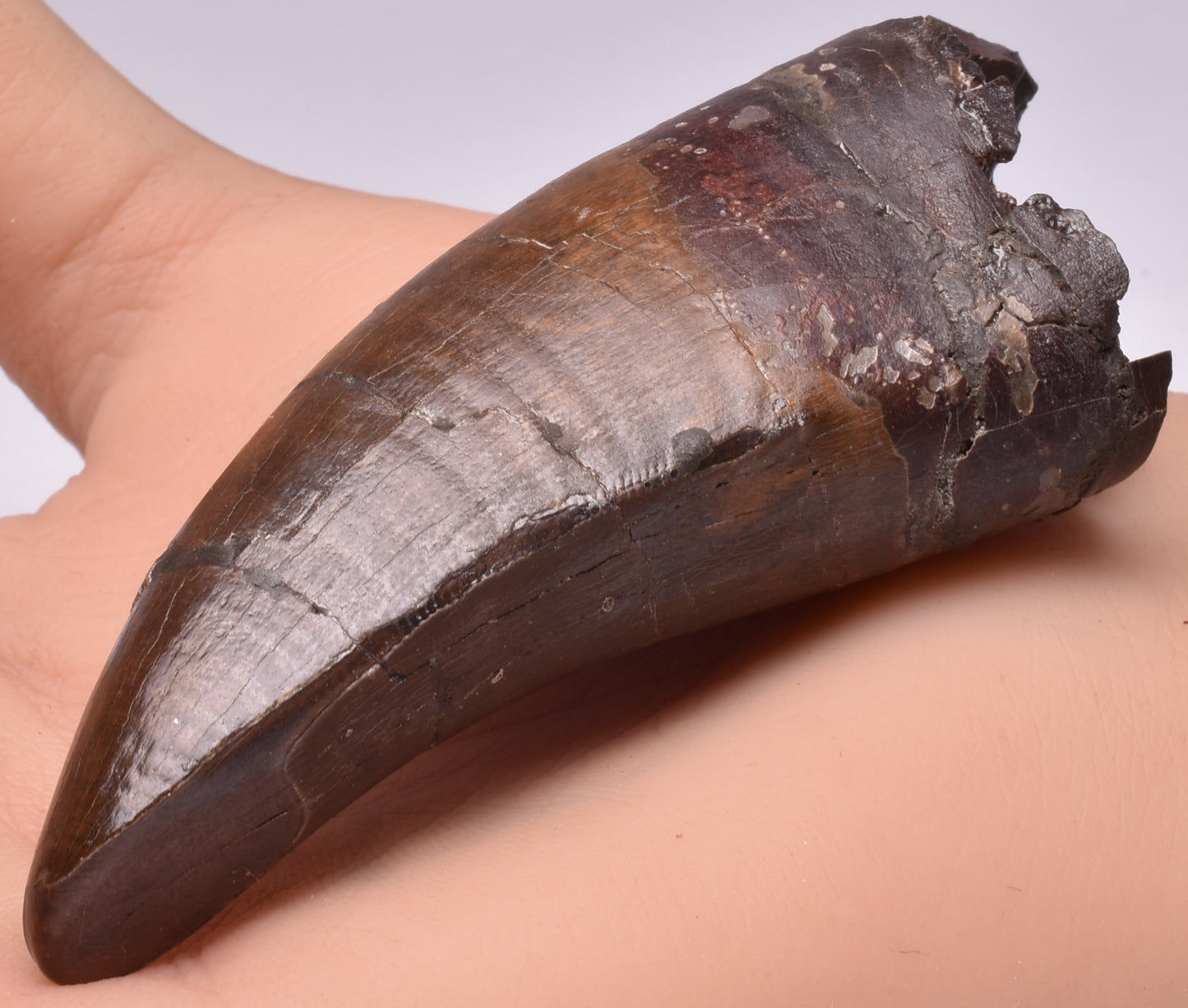 SERRATED TYRANNOSAURUS (T- REX) DINOSAUR TOOTH