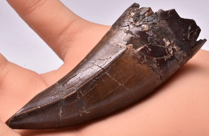 SERRATED TYRANNOSAURUS (T- REX) DINOSAUR TOOTH