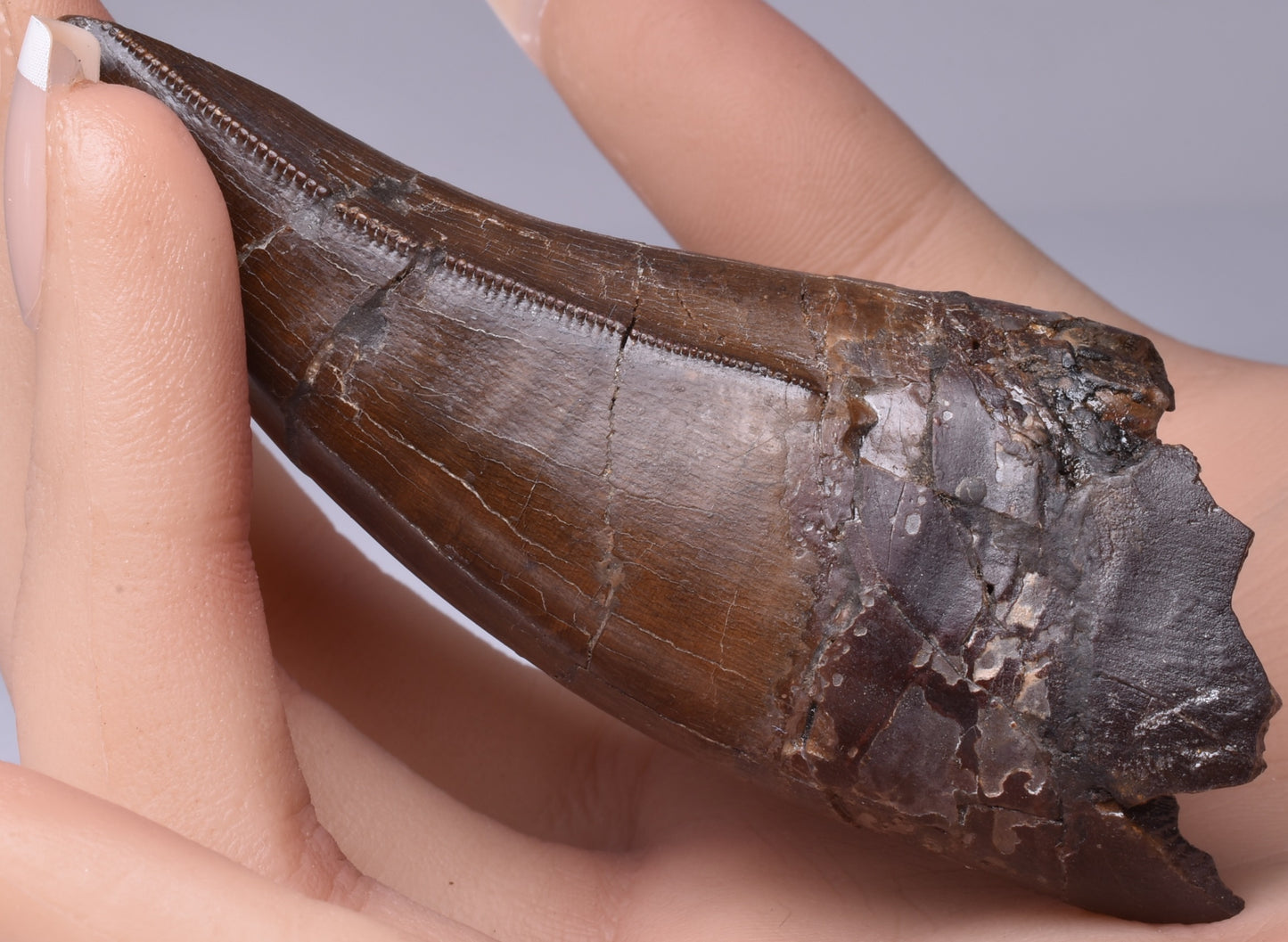 SERRATED TYRANNOSAURUS (T- REX) DINOSAUR TOOTH