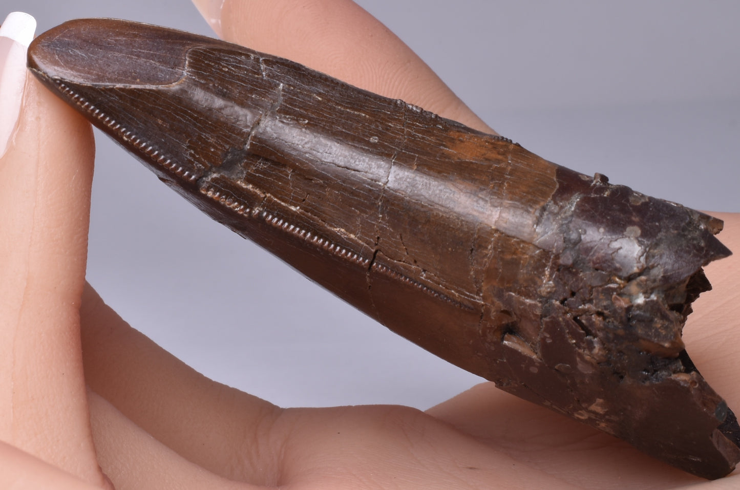 SERRATED TYRANNOSAURUS (T- REX) DINOSAUR TOOTH