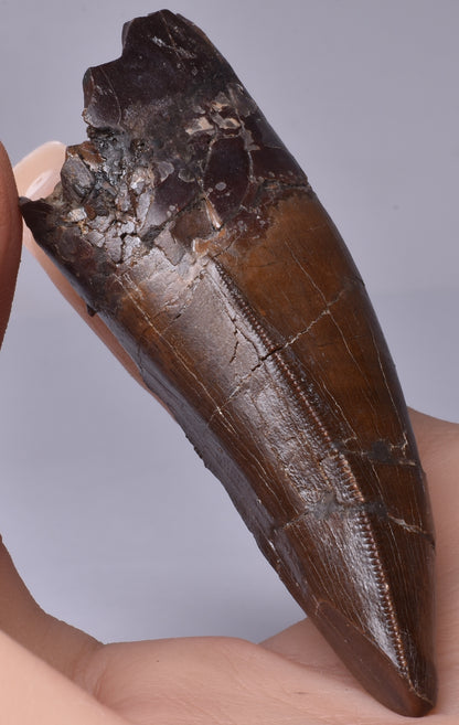 SERRATED TYRANNOSAURUS (T- REX) DINOSAUR TOOTH