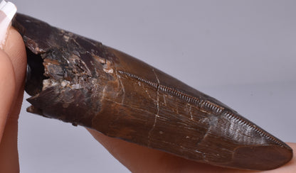 SERRATED TYRANNOSAURUS (T- REX) DINOSAUR TOOTH