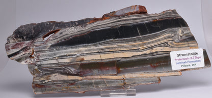 STROMATOLITE from the Jerrinah Formation, Pilbara, Western Australia S19