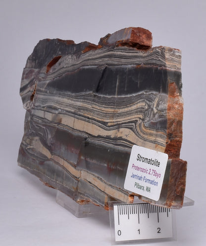 STROMATOLITE from the Jerrinah Formation, Pilbara, Western Australia S19