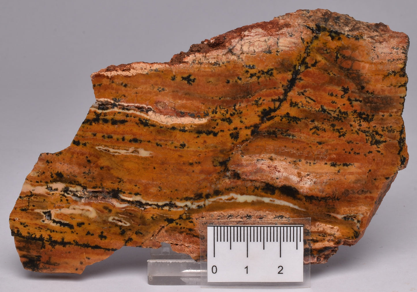 MICROBIAL MAT, Stromatolite STRELLEY POOL SLICE, 3.4byo, S1027