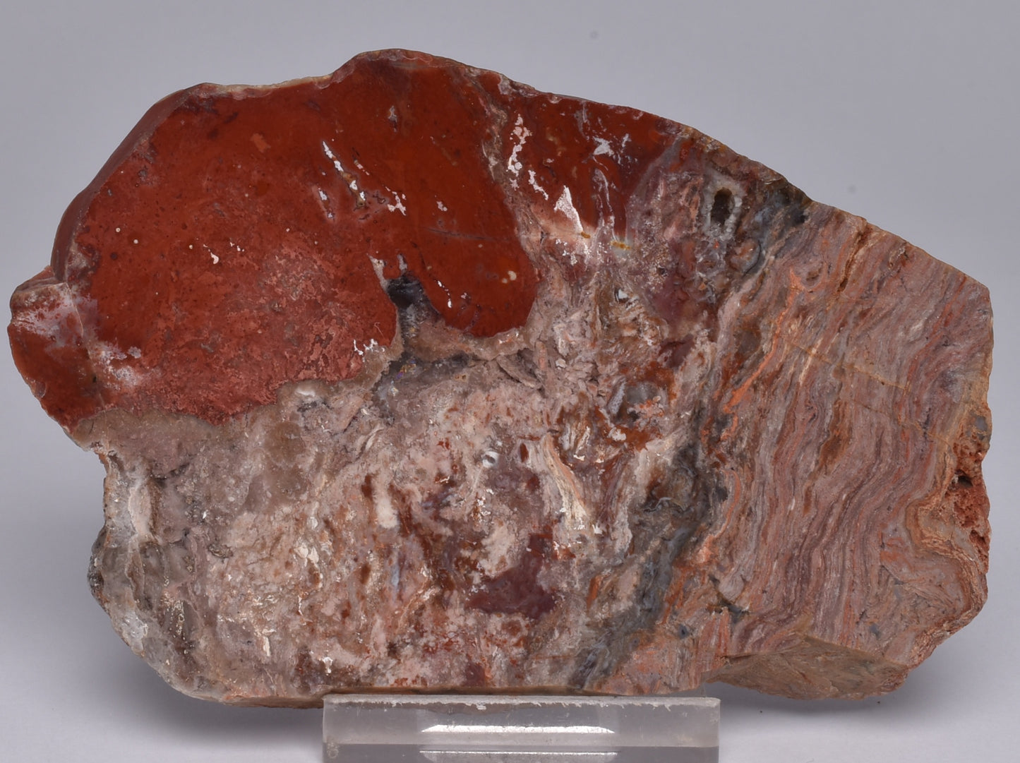 STROMATOLITE, CONOPHYTON, TOP SPRINGS, AUSTRALIA S1037