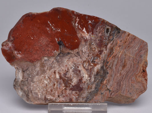 STROMATOLITE, CONOPHYTON, TOP SPRINGS, AUSTRALIA S1037