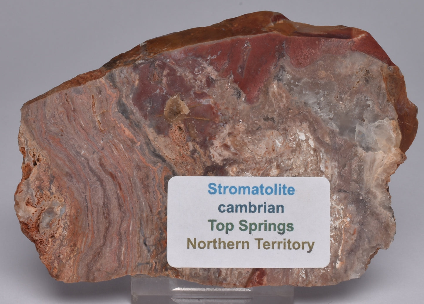 STROMATOLITE, CONOPHYTON, TOP SPRINGS, AUSTRALIA S1037