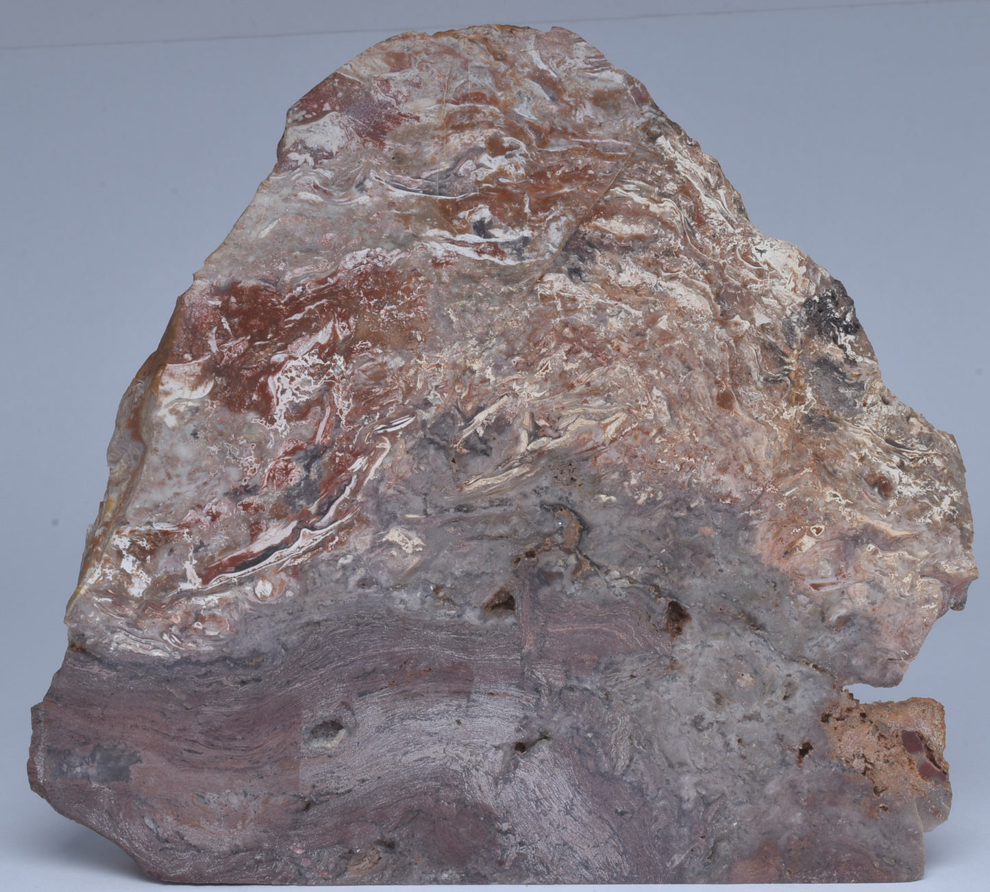 STROMATOLITE, CONOPHYTON, TOP SPRINGS, AUSTRALIA S1038