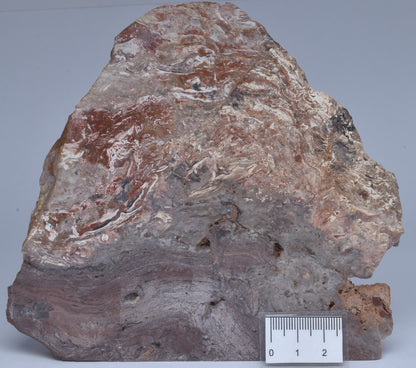 STROMATOLITE, CONOPHYTON, TOP SPRINGS, AUSTRALIA S1038