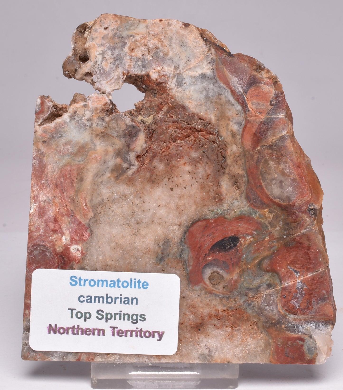 STROMATOLITE, CONOPHYTON, TOP SPRINGS, AUSTRALIA S1001