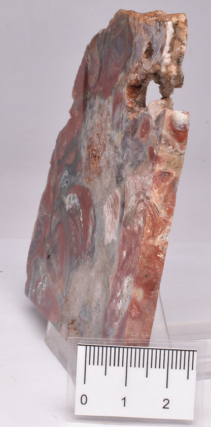 STROMATOLITE, CONOPHYTON, TOP SPRINGS, AUSTRALIA S1001