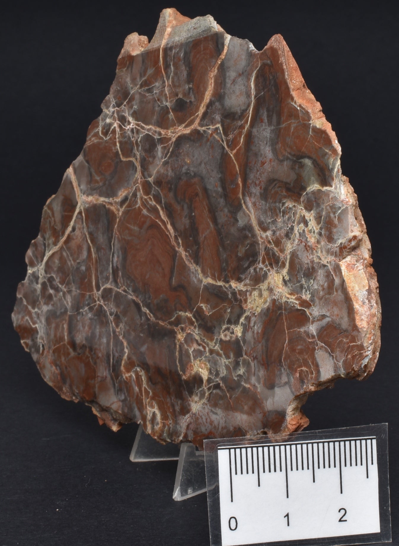 Stromatolite LINELLA AVIS Polished FOSSIL, Australia S362