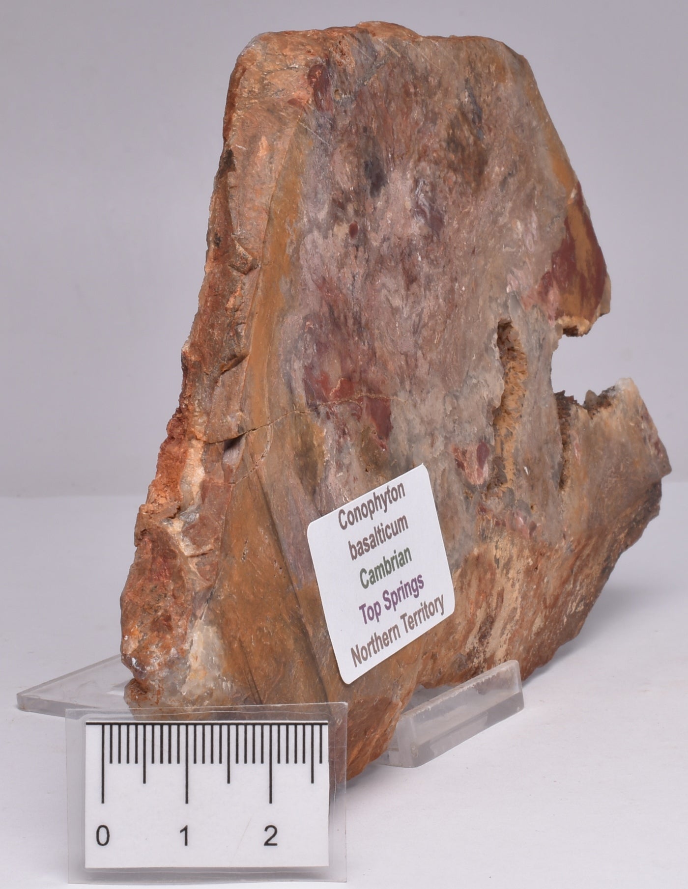 STROMATOLITE, CONOPHYTON, TOP SPRINGS, AUSTRALIA S367