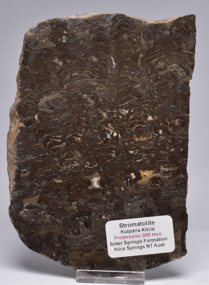 Stromatolite KULPARIA ALICIA MICROBIALITE Polished FOSSIL, Australia S175