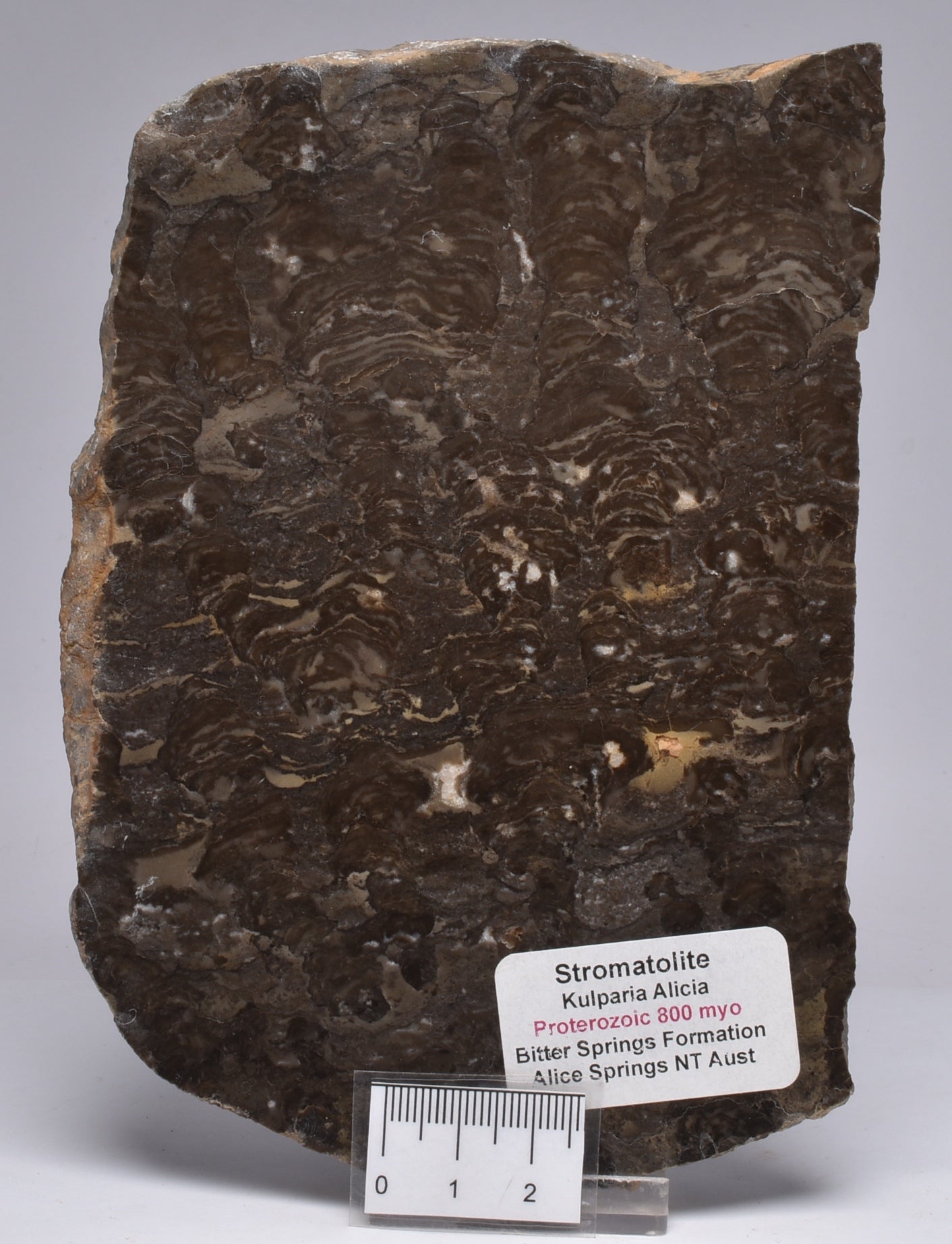 Stromatolite KULPARIA ALICIA MICROBIALITE Polished FOSSIL, Australia S175