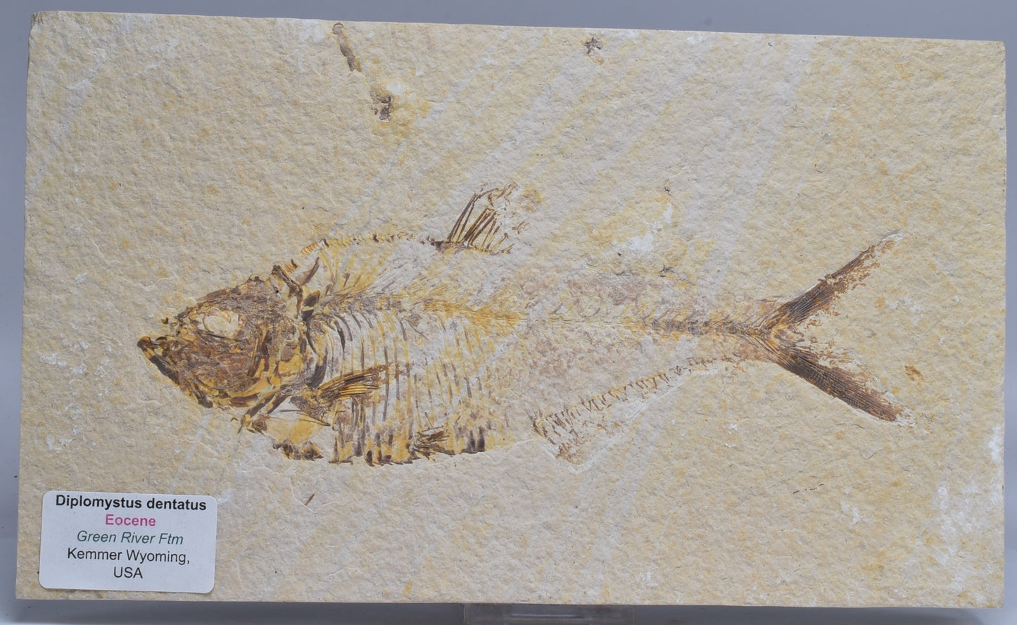 FISH FOSSIL DIPLOMYSTUS DENTATUSF F360