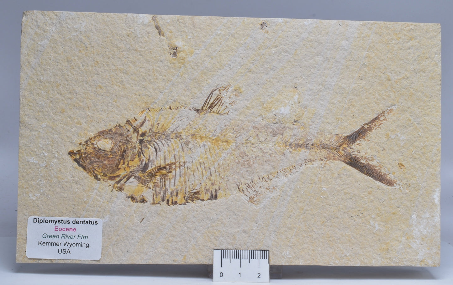 FISH FOSSIL DIPLOMYSTUS DENTATUSF F360