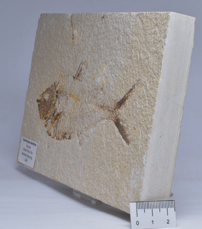 FISH FOSSIL DIPLOMYSTUS DENTATUSF F360