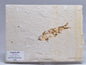 FISH FOSSIL, KNIGHTIA ALTA FISH FOSSIL F361