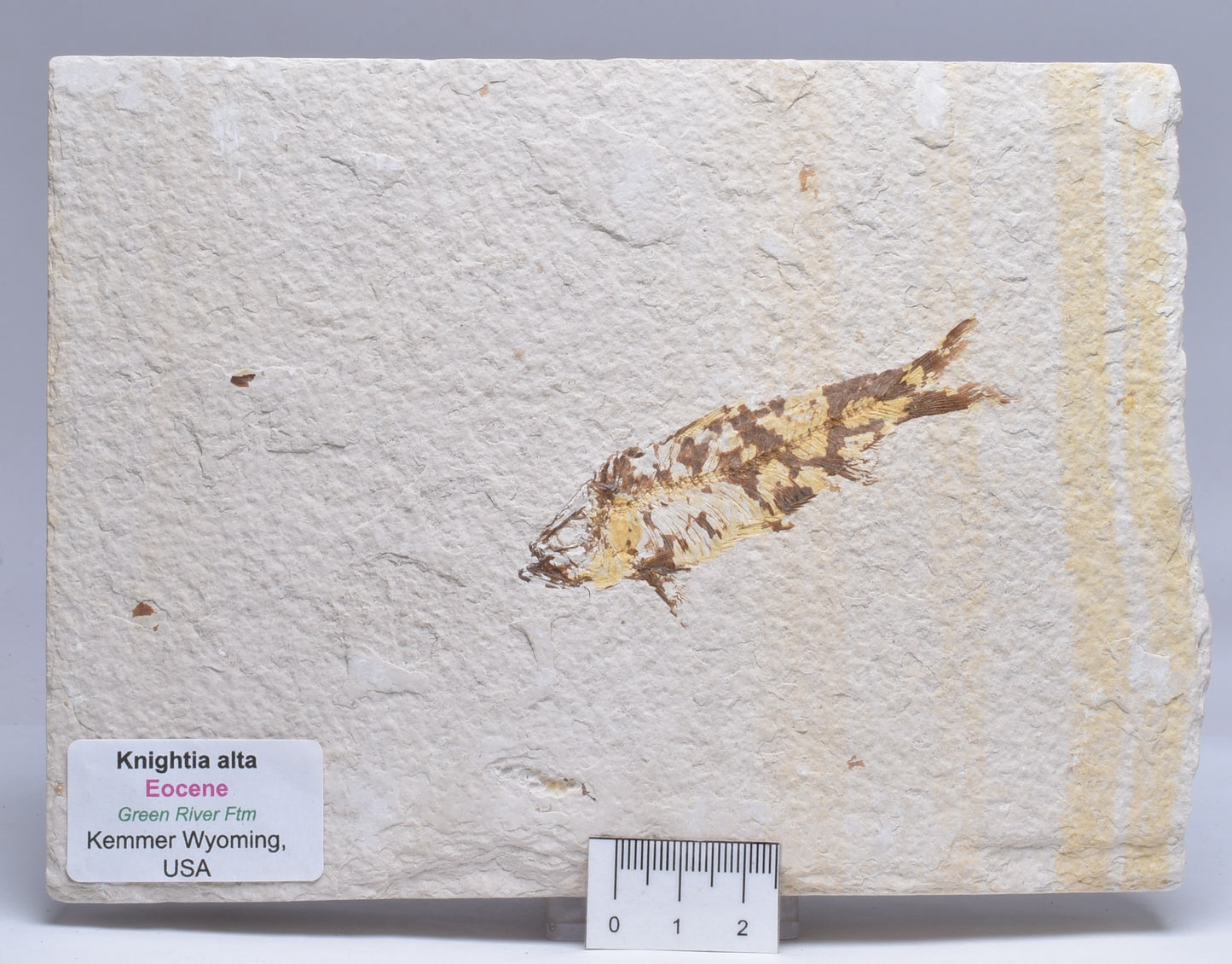 FISH FOSSIL, KNIGHTIA ALTA FISH FOSSIL F361