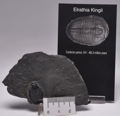 TRILOBITE FOSSIL, Elrathia Kingii, Middle Cambrian , Millard County Utah, F365