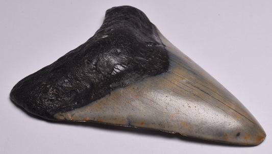 CAECHARODON MEGALODON SHARK TOOTH 78 grams F299