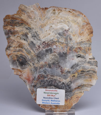 Stromatolite NEOPROTEROZOIC, Noondine Chert, Slice, Australia S425