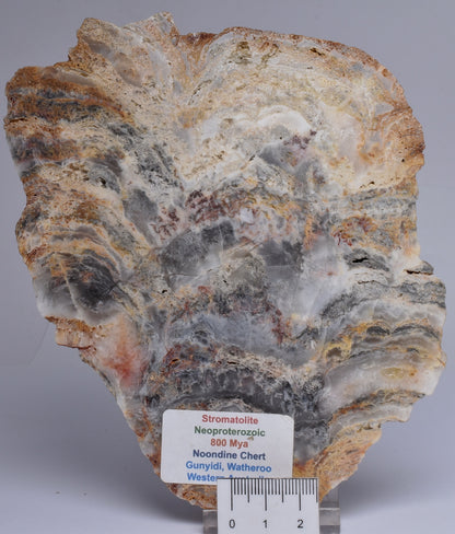 Stromatolite NEOPROTEROZOIC, Noondine Chert, Slice, Australia S425