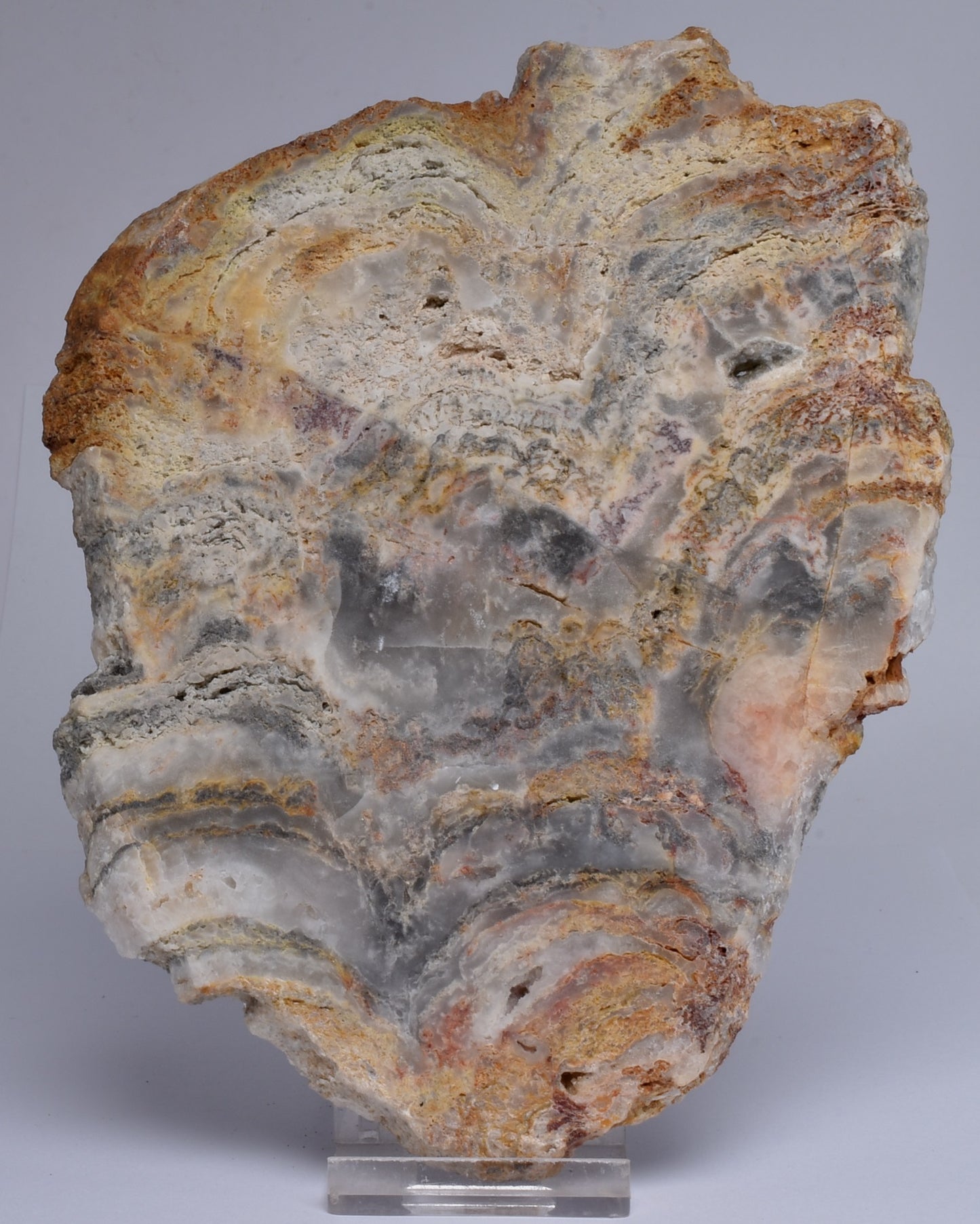 Stromatolite NEOPROTEROZOIC, Noondine Chert, Slice, Australia S425