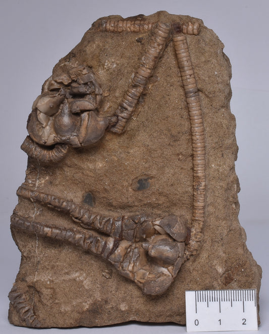 CRINOID FOSSIL, Jimbacrinus Bostocki, Western Australia, CR05