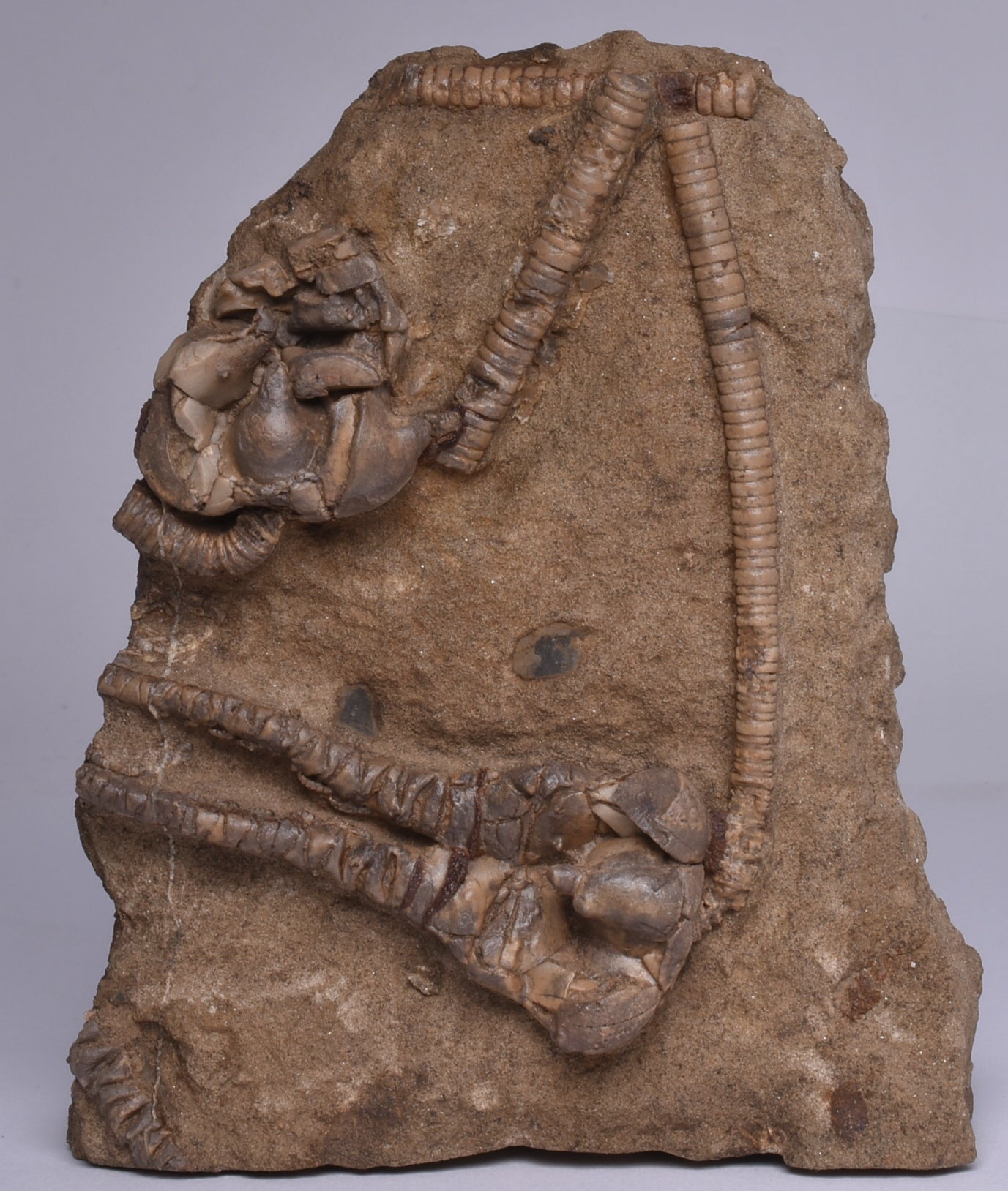 CRINOID FOSSIL, Jimbacrinus Bostocki, Western Australia, CR05