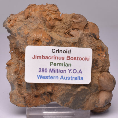 CRINOID FOSSIL, Jimbacrinus Bostocki, Western Australia CR14