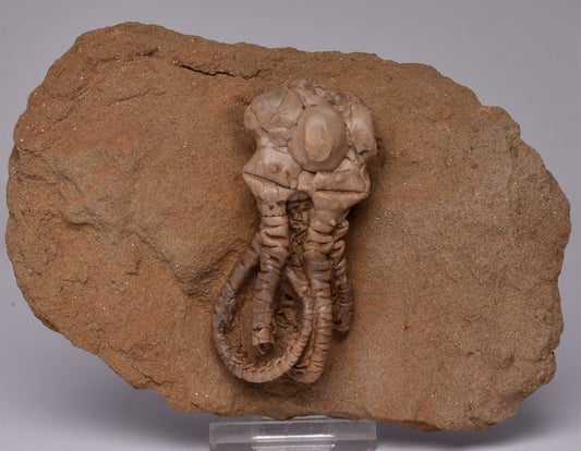 CRINOID FOSSIL, Jimbacrinus Bostocki, Western Australia, CR23