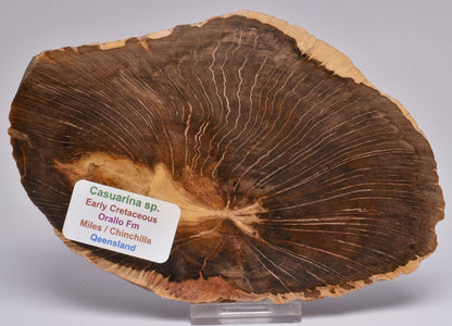 CASUARINA PETRIFIED FOSSIL WOOD, late Oligocene, Queensland Australia S427