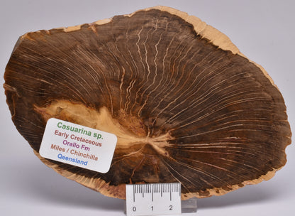 CASUARINA PETRIFIED FOSSIL WOOD, late Oligocene, Queensland Australia S427