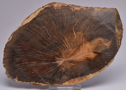 CASUARINA PETRIFIED FOSSIL WOOD, late Oligocene, Queensland Australia S427