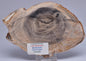 CASUARINA PETRIFIED FOSSIL WOOD, late Oligocene, Queensland Australia S432