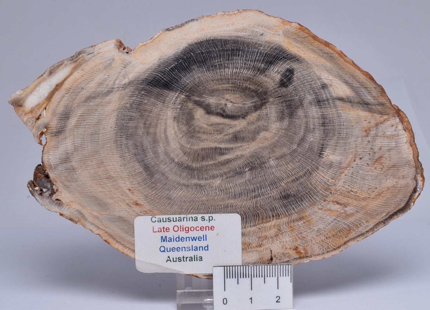 CASUARINA PETRIFIED FOSSIL WOOD, late Oligocene, Queensland Australia S432