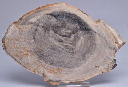 CASUARINA PETRIFIED FOSSIL WOOD, late Oligocene, Queensland Australia S432