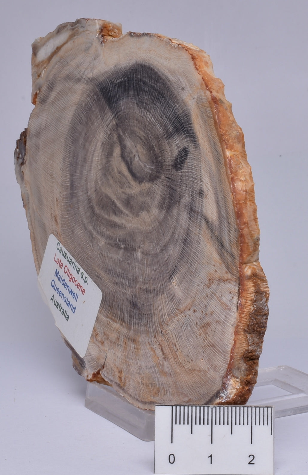 CASUARINA PETRIFIED FOSSIL WOOD, late Oligocene, Queensland Australia S432