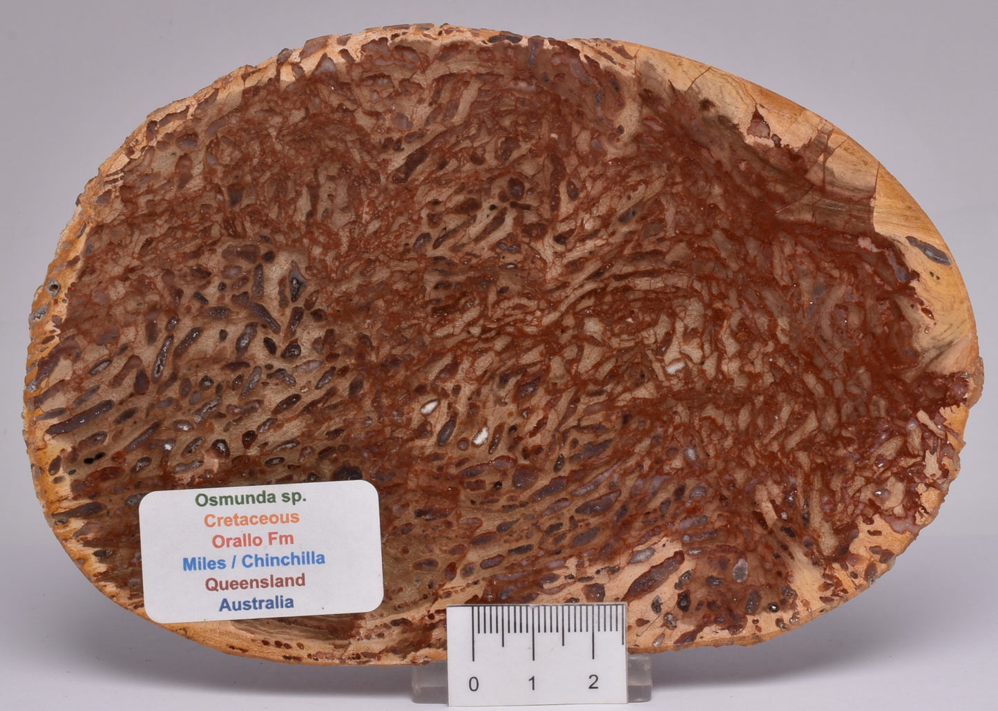 OSMUNDA SLICE, CRETACEOUS, MILES, CHINCHILLA, QUEENSLAND, AUSTRALIA S433