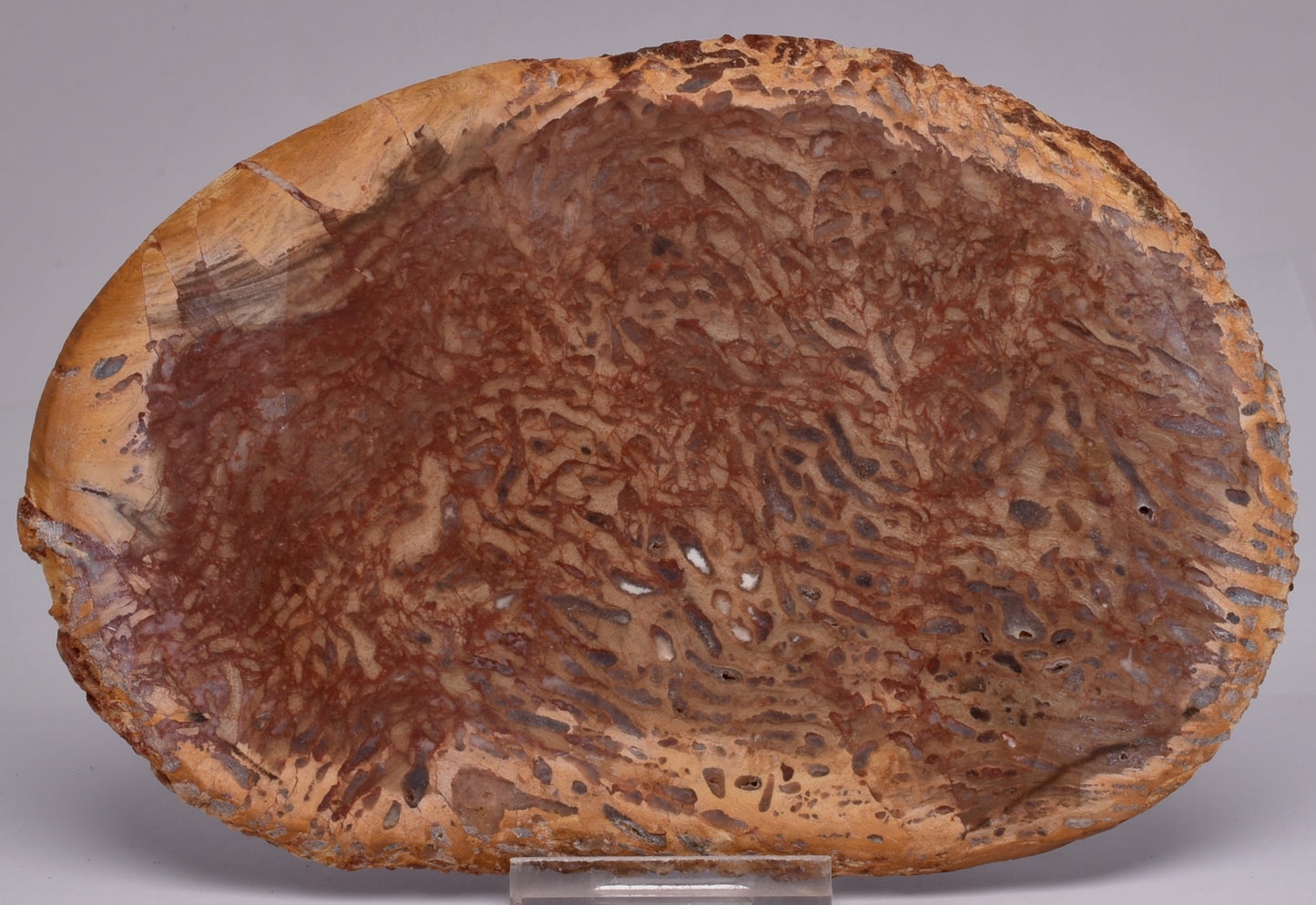 OSMUNDA SLICE, CRETACEOUS, MILES, CHINCHILLA, QUEENSLAND, AUSTRALIA S433