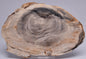 CASUARINA PETRIFIED FOSSIL WOOD, late Oligocene, Queensland Australia S435