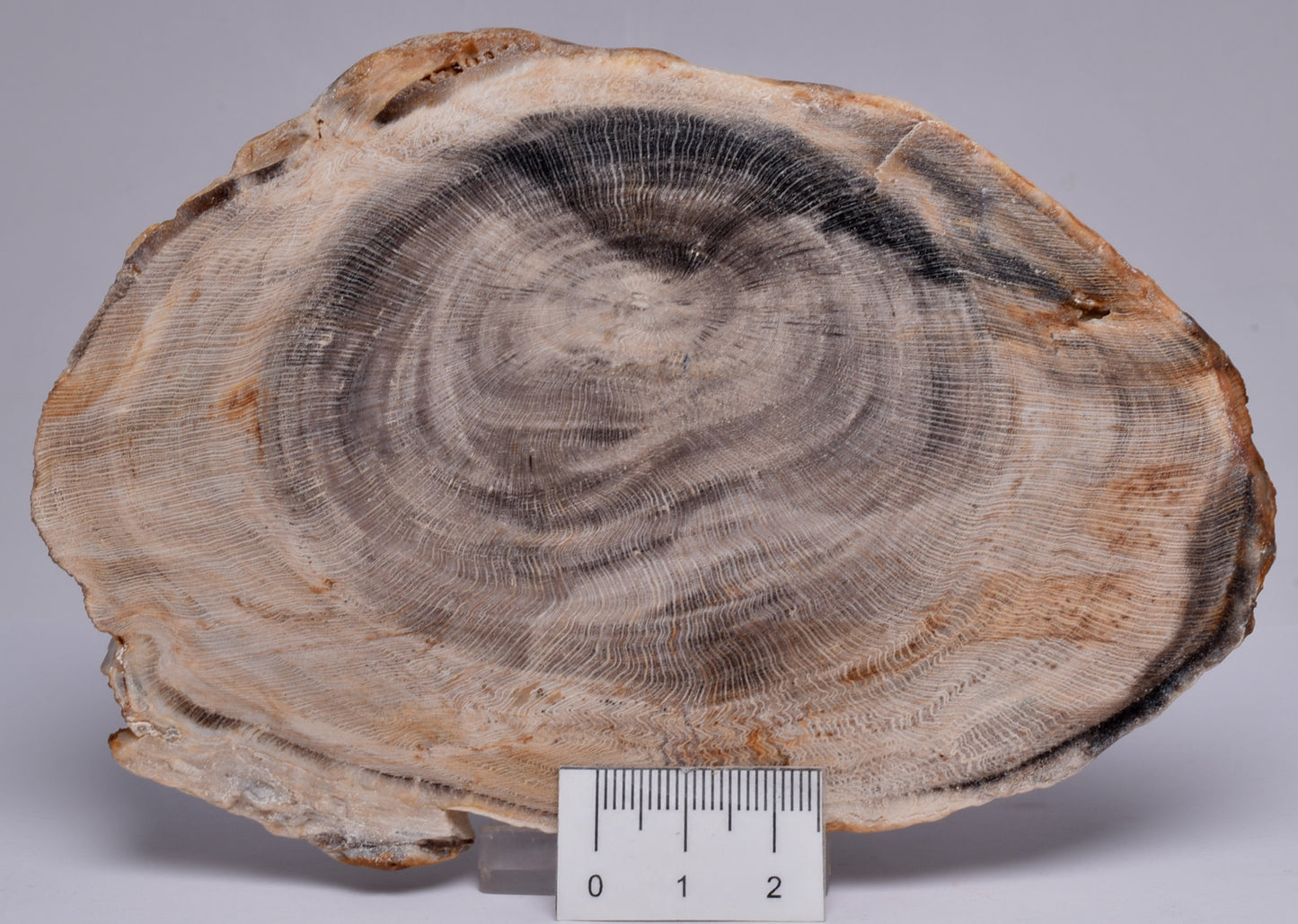 CASUARINA PETRIFIED FOSSIL WOOD, late Oligocene, Queensland Australia S435