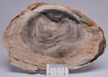 CASUARINA PETRIFIED FOSSIL WOOD, late Oligocene, Queensland Australia S435