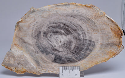 CASUARINA PETRIFIED FOSSIL WOOD, late Oligocene, Queensland Australia S1251