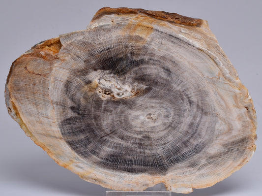 CASUARINA PETRIFIED FOSSIL WOOD, late Oligocene, Queensland Australia S1253