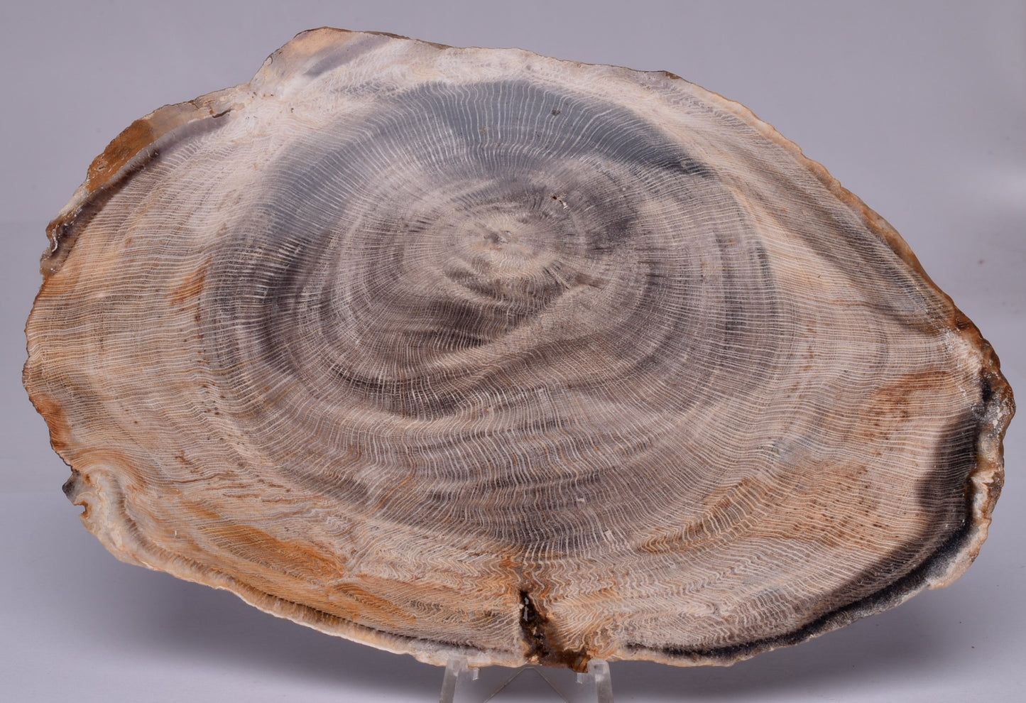 CASUARINA PETRIFIED FOSSIL WOOD, late Oligocene, Queensland Australia S1233